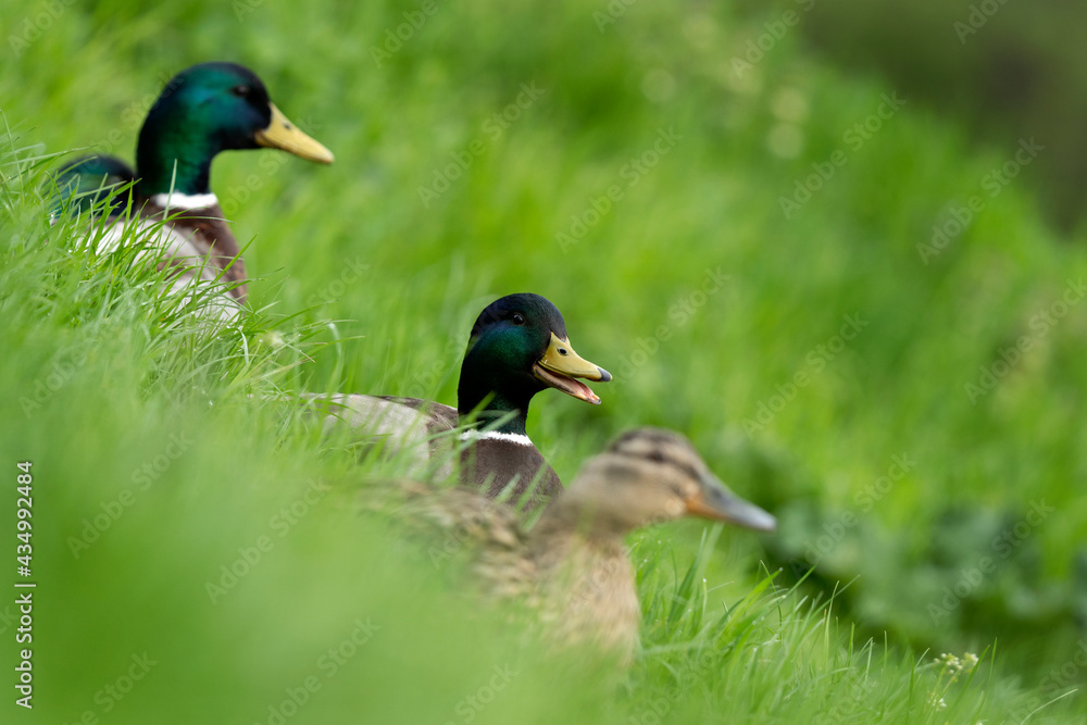 Mallard hiding in the tall grass. Wild duck during spring season. Bird watching in the Europe.