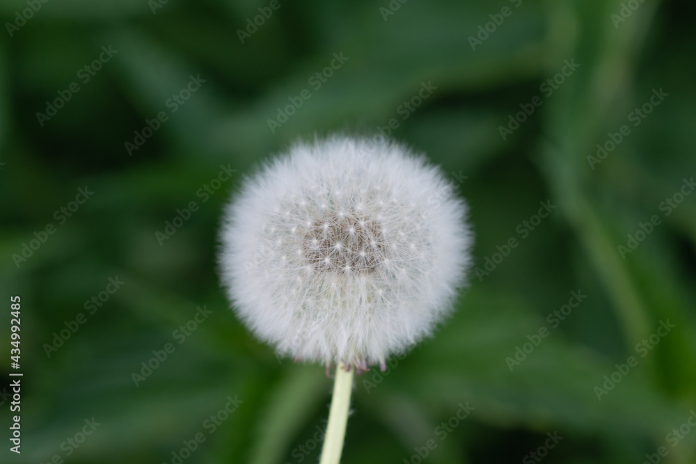 White dandelion on a green field.