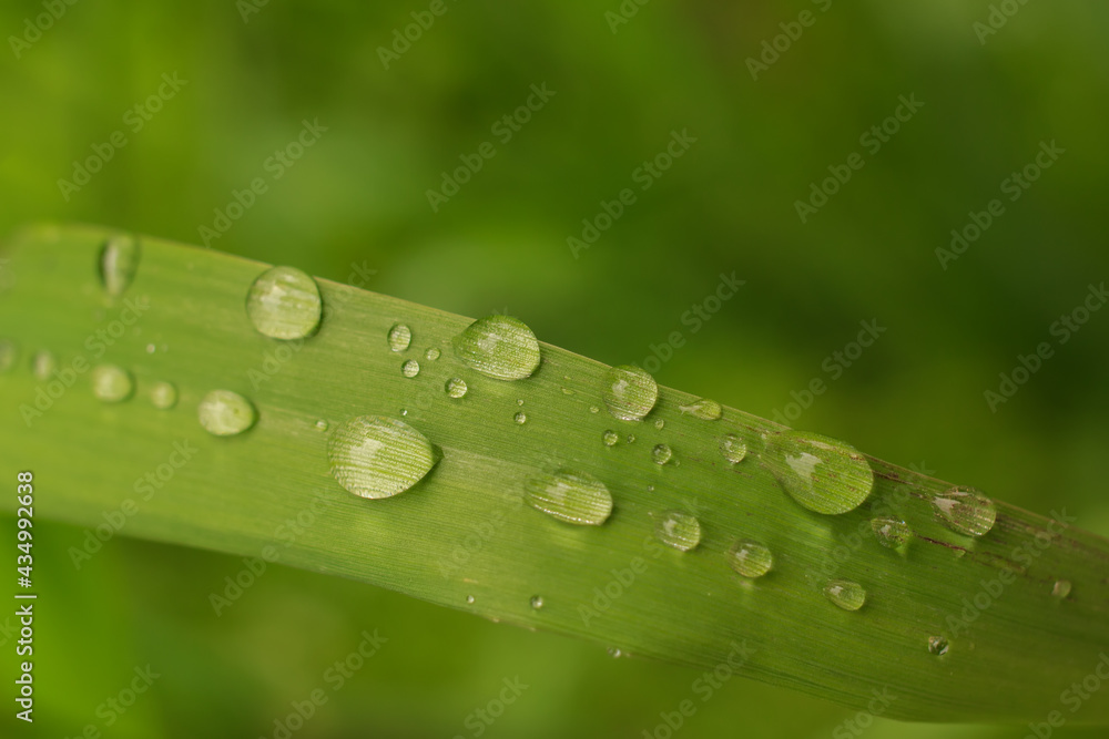 Drops on a blade of grass oblong closeup Drops on a blade of grass oblong closeup