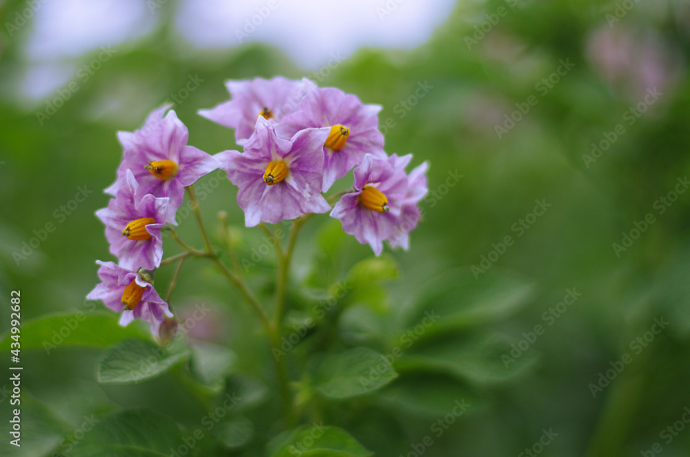 Blooming potatoes against the sky. Pink purple flowers Blooming potatoes against the sky. Pink purple flowers