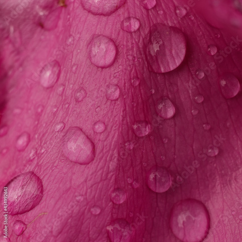 Water droplets on the petals of a flower of rose