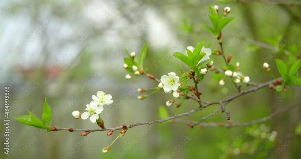 Blooming fruit tree in spring. White flowers and young leaves on a tree branch. Blooming fruit tree in spring. White flowers and young leaves on a tree branch.