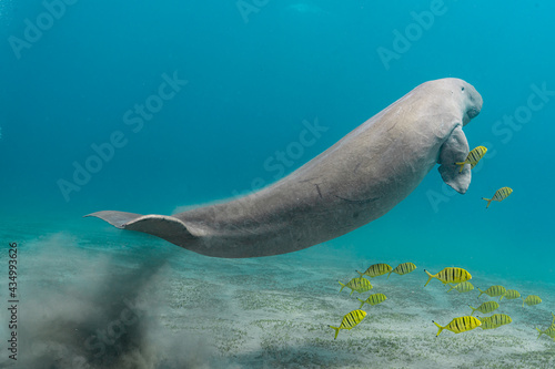 Dugong dugon seacow