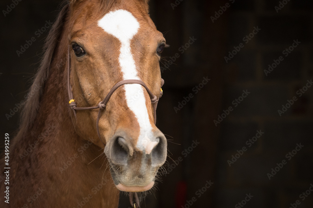 Fototapeta premium Pferdeportrait vor schwarzem Hintergrund