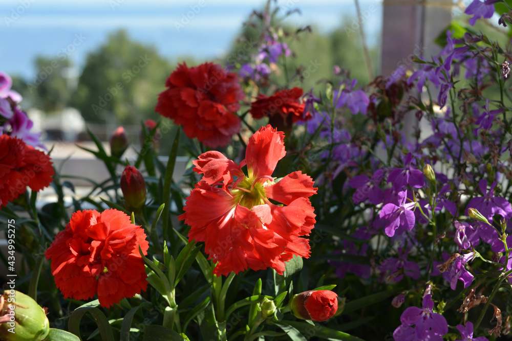 Red carnation and purple lobelia flowers grow in small urban garden on the balcony. Summer sunny day