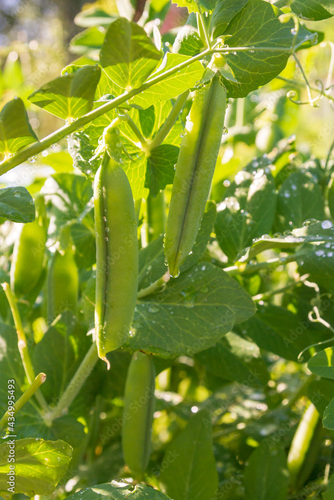 Green pea pods grow in the summer in the garden Green pea pods grow in the summer in the garden