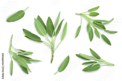 fresh sage herb isolated on white background with clipping path and full depth of field, Top view. Flat lay photo