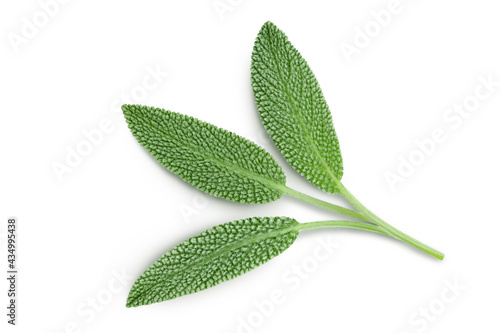 Bild auf Leinwand fresh sage herb isolated on white background with clipping path and full depth of field, Top view