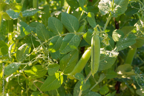 Green pea pods grow in the summer in the garden