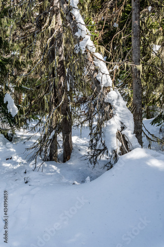 fallen tree under snow green forest beautiful british columbia © olegmayorov
