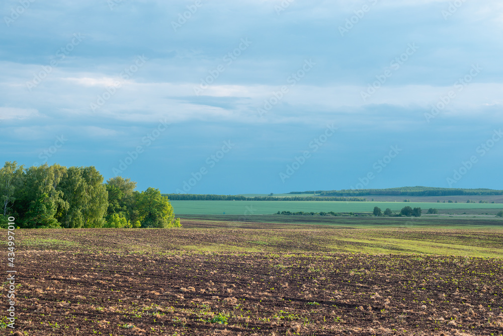 Plowed field and green forest.