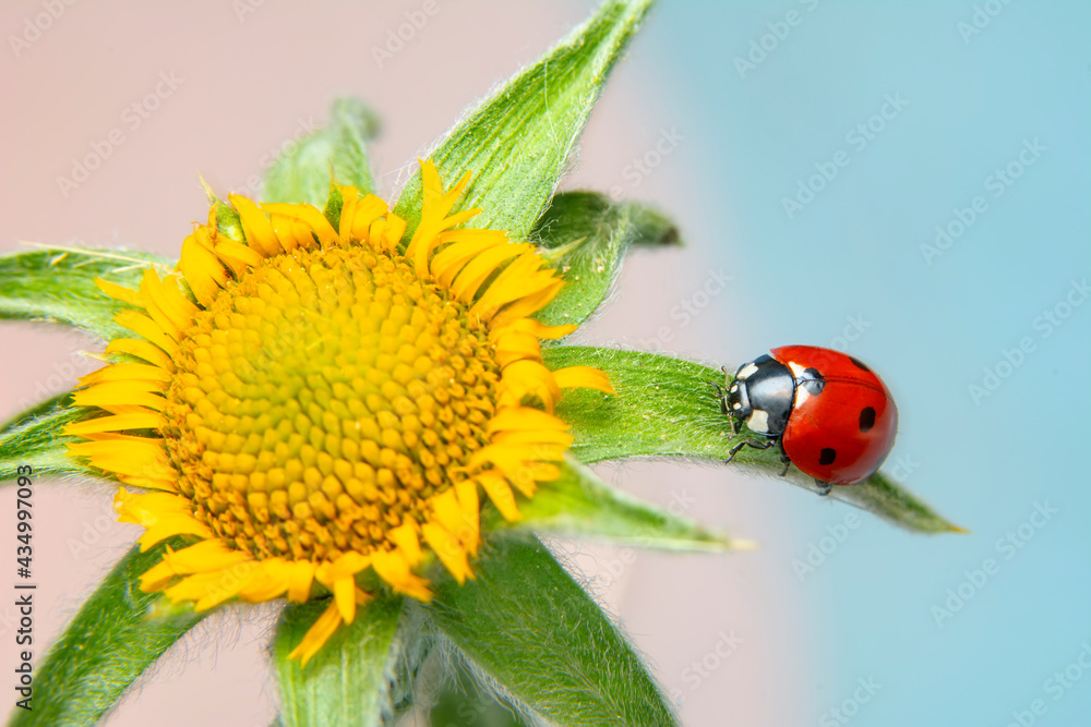 Extreme macro shots, Beautiful ladybug on flower leaf defocused background. Extreme macro shots, Beautiful ladybug on flower leaf defocused background.