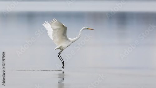 Vászonkép Elegant white heron landing on a lake on a neutral background
