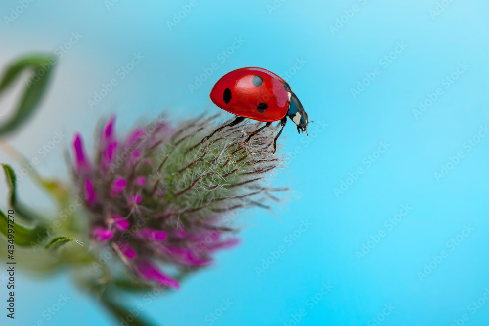 Extreme macro shots, Beautiful ladybug on flower leaf defocused background. Extreme macro shots, Beautiful ladybug on flower leaf defocused background.