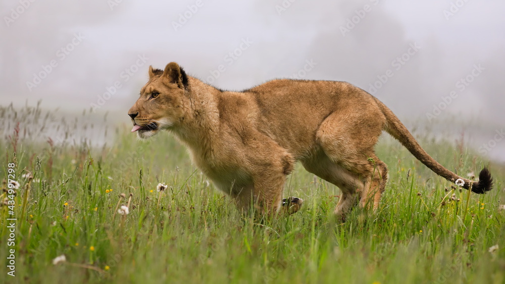 Obraz premium Close-up portrait of a lioness running in a foggy morning through a savanna full of colorful flowers directly to the camera. Impressionistic scene of the top predator in a nature Lion, Panthera leo.