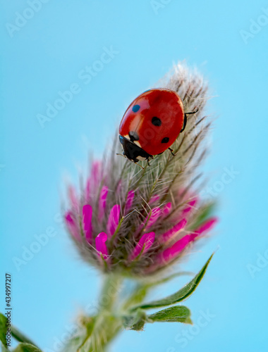 Extreme macro shots, Beautiful ladybug on flower leaf defocused background. © blackdiamond67