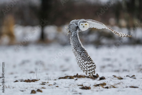 A great strong white owl with huge yellow eyes and wide spread wings flying above snowy steppe. Snowy Owl, Bubo scandiacus.