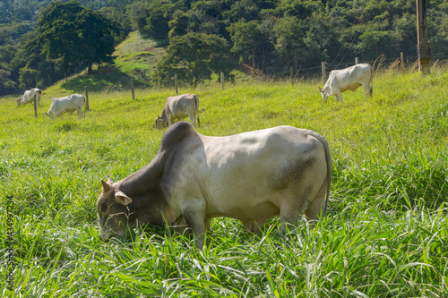 Gado da raça Nelore em pastagem de fazenda rural de Guarani, Minas Gerais, Brasil photo
