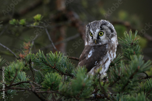 Close -up portrait of tiny brown owl with shining yellow eyes and a yellow beak in a beautiful natural environment. Boreal owl known also as Tengmalm‘s Owl or Richardson’s Owl, Aegolius funereus.