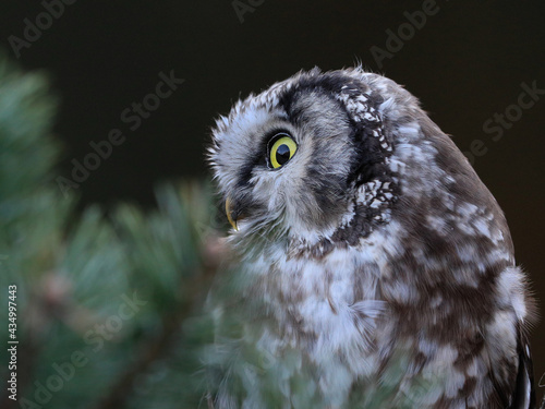 Close -up portrait of tiny brown owl with shining yellow eyes and a yellow beak in a beautiful natural environment. Boreal owl known also as Tengmalm‘s Owl or Richardson’s Owl, Aegolius funereus.
