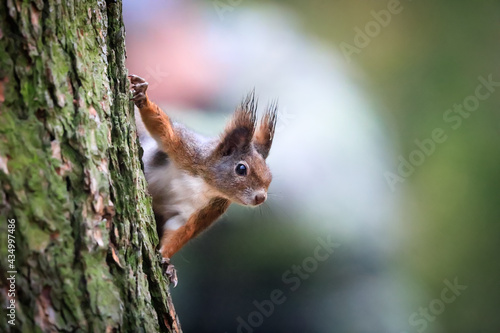 Close-up portrait of red squirrel in natural environment. Eurasian red squirrel, Sciurus vulgaris. © Hana Duncova
