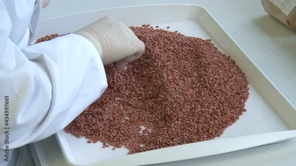 sifting and cleaning of wheat grain with a sieve. Grain cleaning in the