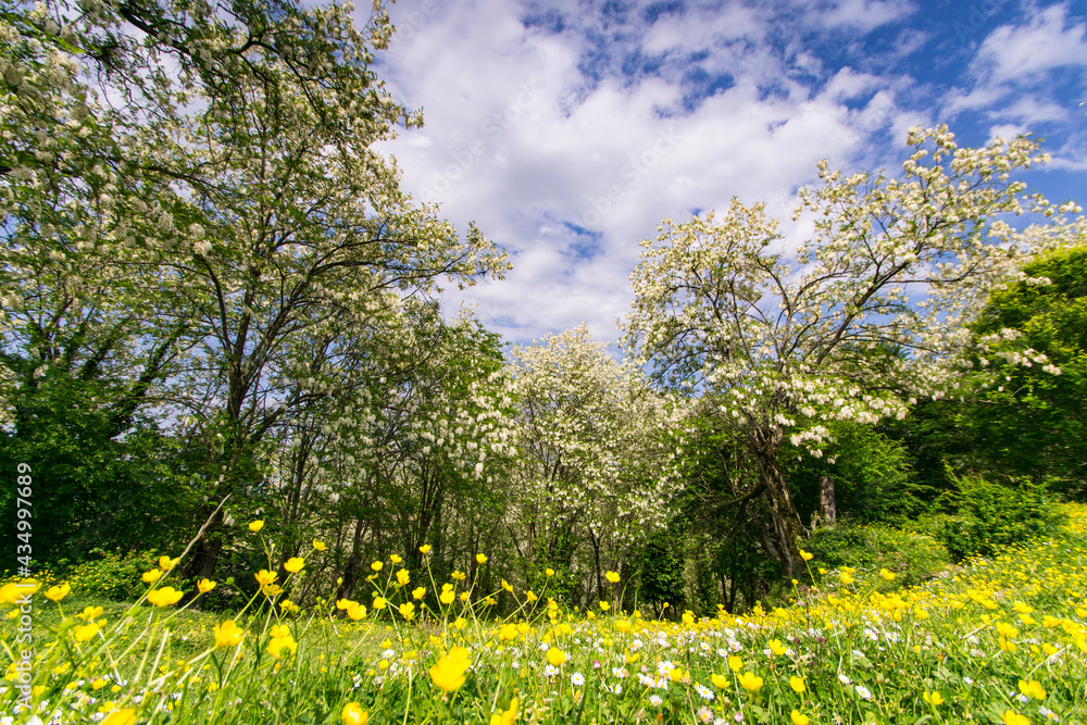 Obraz premium Spring in Georgia, imereti, Flowers