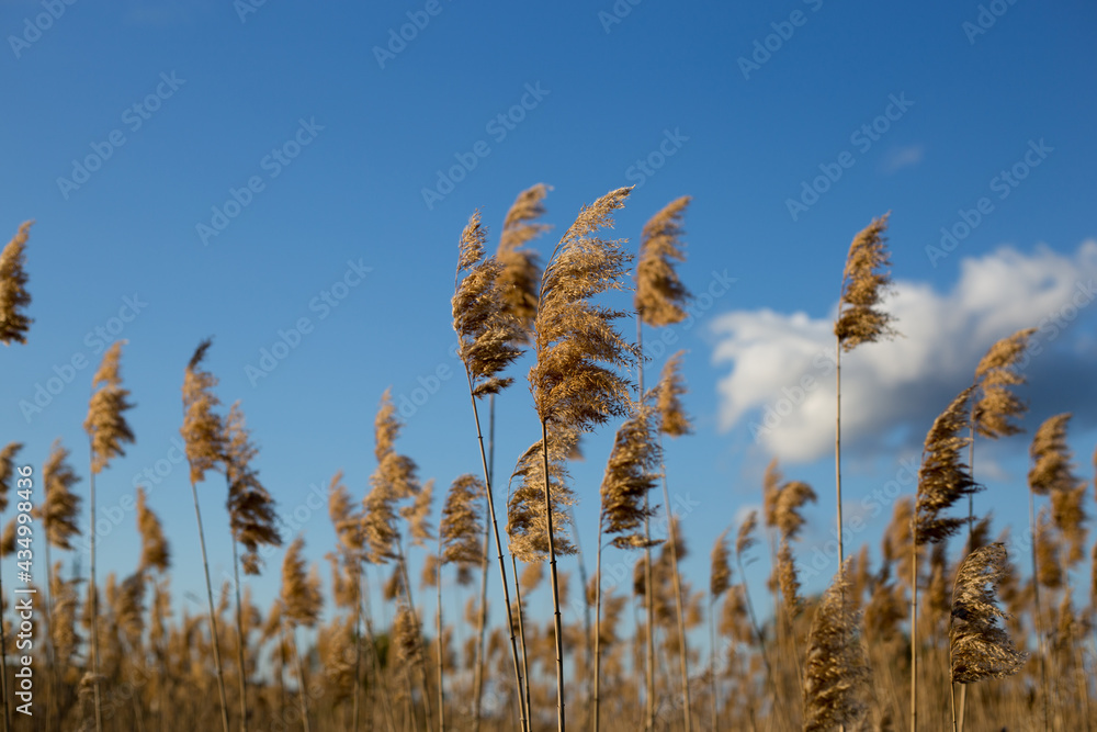 reed against blue sky. Pampas Grass Blue Sky.
reed against blue sky. Pampas Grass Blue Sky.