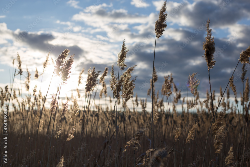 Fototapeta premium Pampas grass on the lake, reed layer, reed seeds. Golden reeds on the lake sway in the wind against the blue sky. Abstract natural background. Beautiful pattern with neutral colors. Selective focus. 