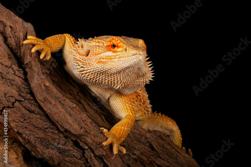 Bearded Dragon (Pogona vitticeps). photo