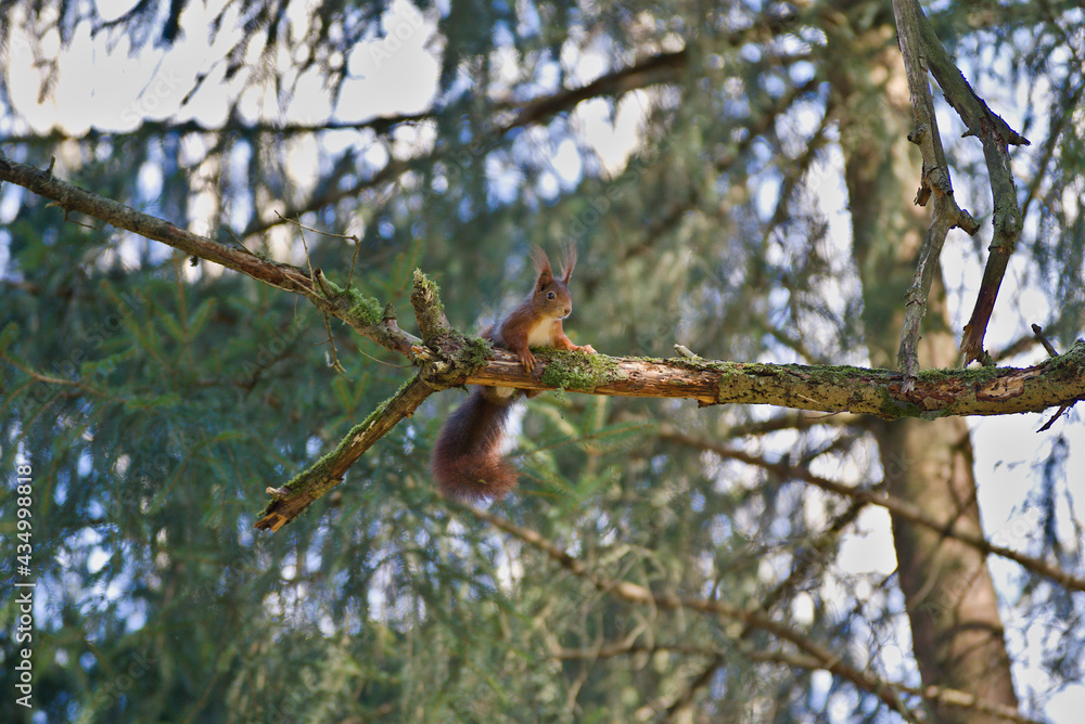 squirrel on a tree