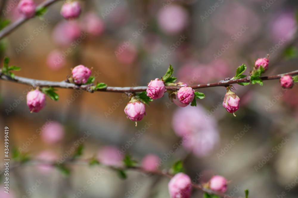Pink Tree Blossoms in the Spring Pink Tree Blossoms in the Spring