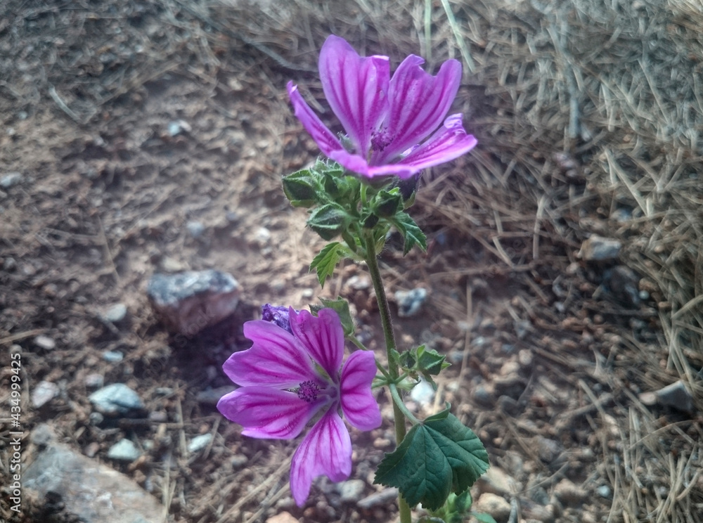 Beautiful flowers and green plants Beautiful flowers and green plants