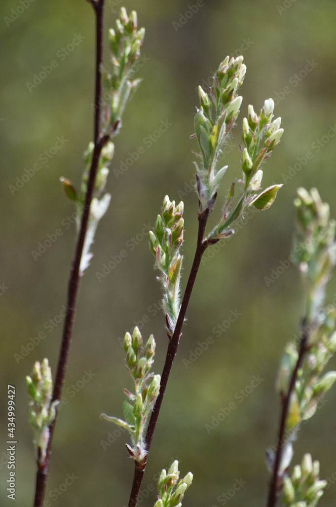 Blossoming Buds in the Spring Blossoming Buds in the Spring