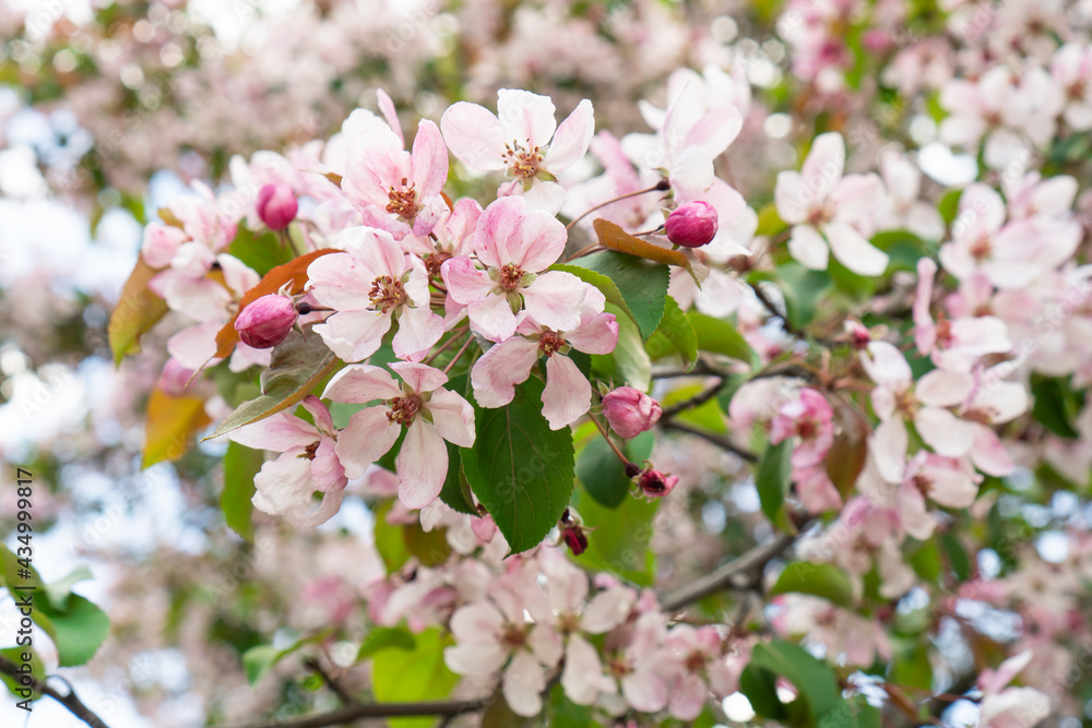 Branch of blossoming apple tree with pink flowers.