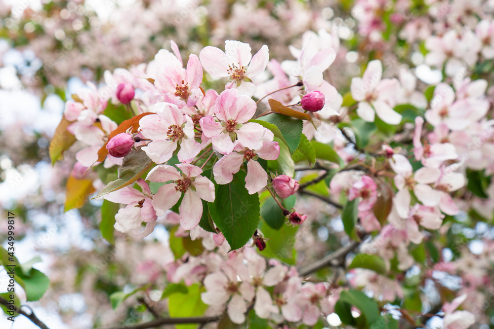 Branch of blossoming apple tree with pink flowers. Branch of blossoming apple tree with pink flowers.