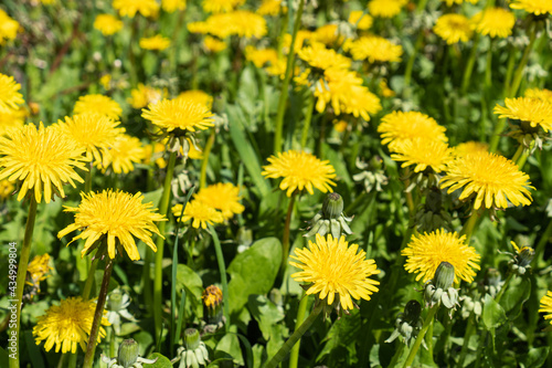 Beautiful spring background with bright yellow blossoming dandelions.