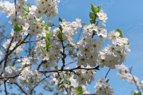 Blossoming cherry tree branch in white flowers. Beauty of spring nature.