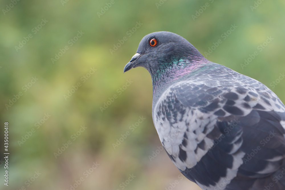 closeup photo of pigeon day time,Pigeon sitting on the fence