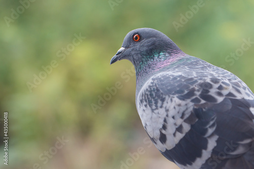 Obraz na płótnie closeup photo of pigeon day time,Pigeon sitting on the fence w salonie