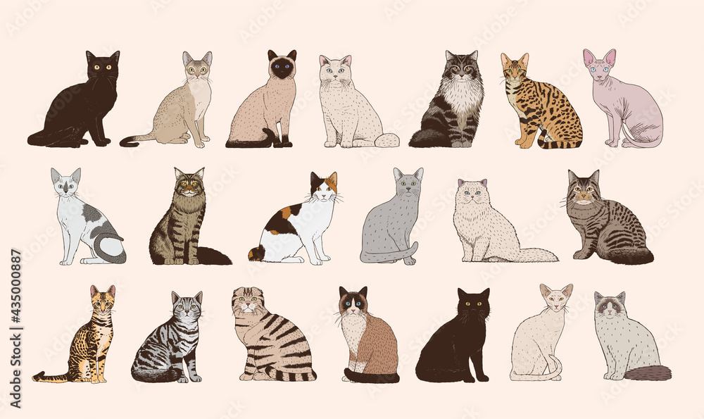 Set of realistic cats vector illustration design - obrazy, fototapety, plakaty 