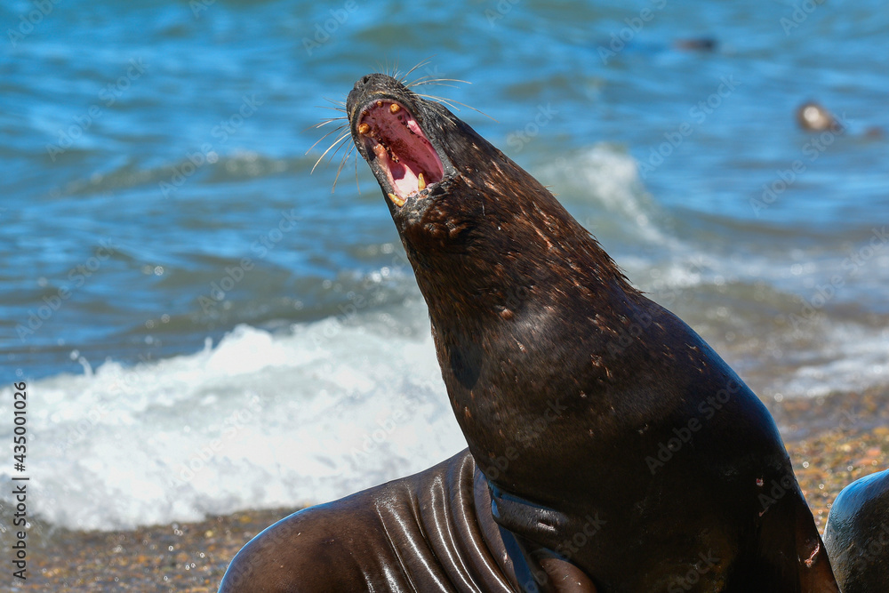 Fototapeta premium Male Sea Lion ,Peninsula Valdes, Unesco World Heritage Site, Patagonia, Argentina