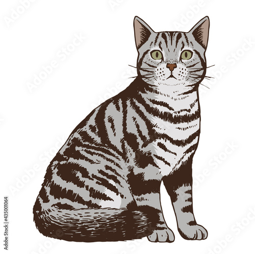 Isolated realistic cat image Vector illustration design