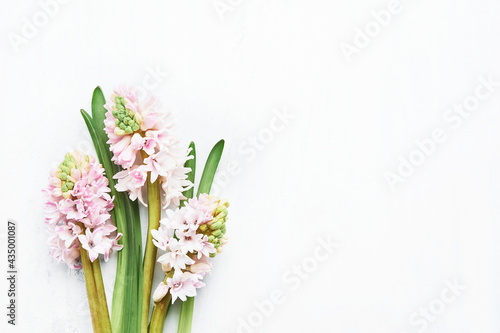 Pink hyacinth flowers bouquet on a light background. Mothers Day, Valentines Day, birthday celebration concept