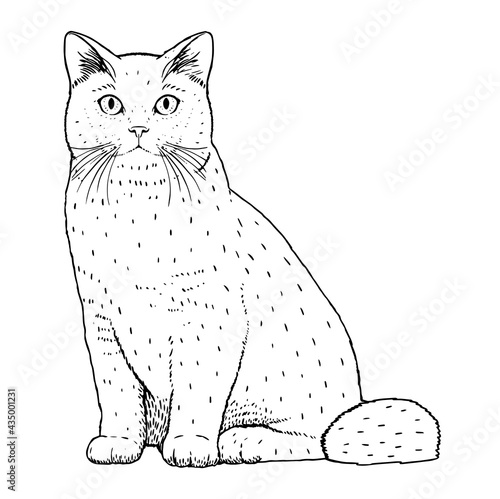 Isolated silhouette of a realistic cat Vector