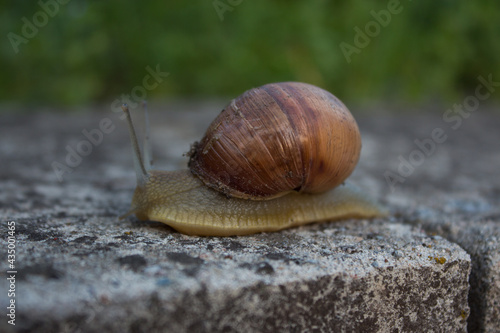 The snail is slowly crawling carrying a shell