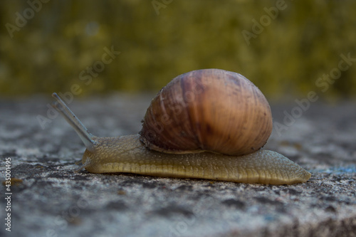 The snail is slowly crawling carrying a shell photo