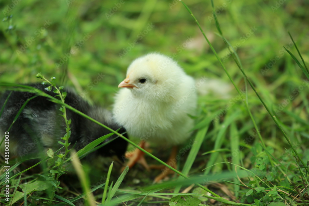 A little young chicken chick in the grass