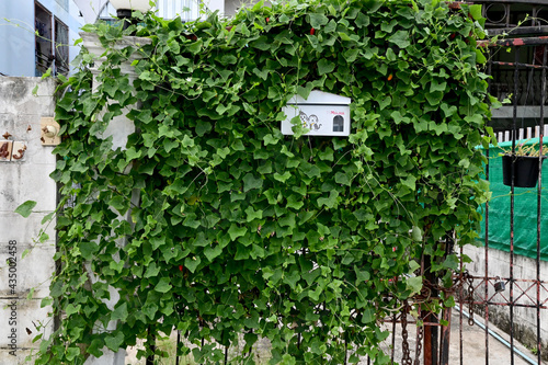 The mailbox hung on the iron gate with green leaves in the background at Thailand. © masterjew