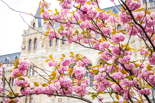 Photography blooming tree in old city